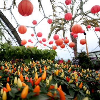 Chilli peppers growing in Eden's Med Biome with decorative red lanterns hanging from above
